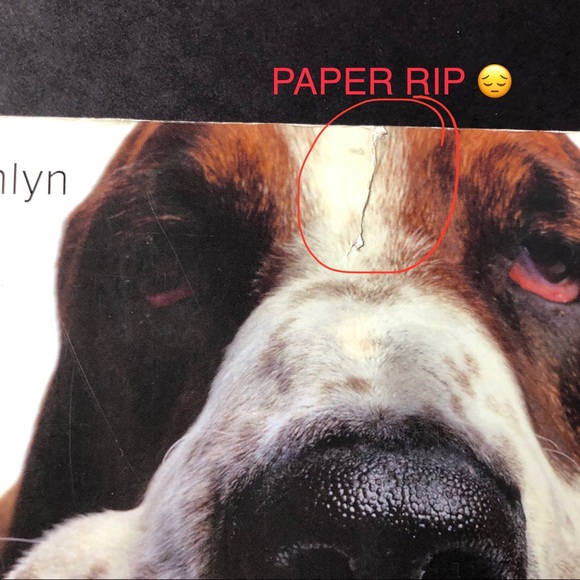 FAT DOG THIN! Book by David Alberton Good Used Condition - Picture 3 of 3